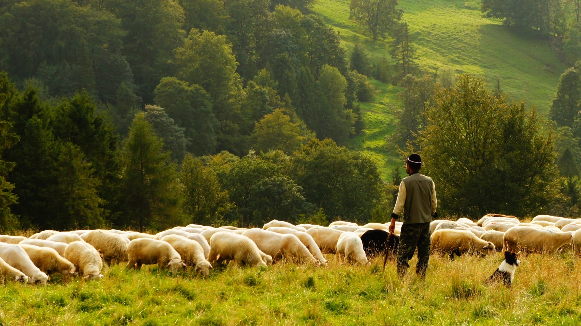 Shepherd with flock