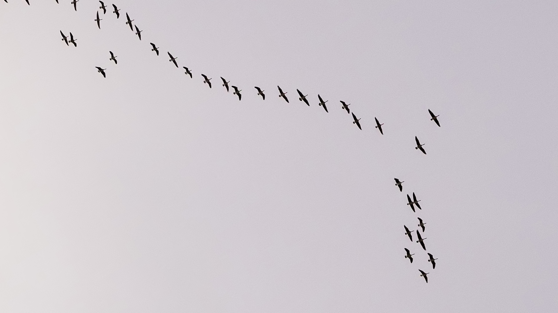 Birds Migrating 1920