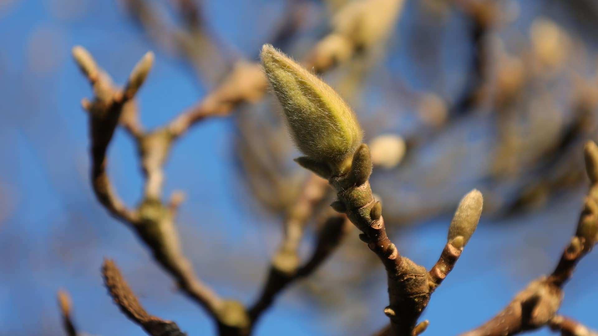 Tree budding 1920